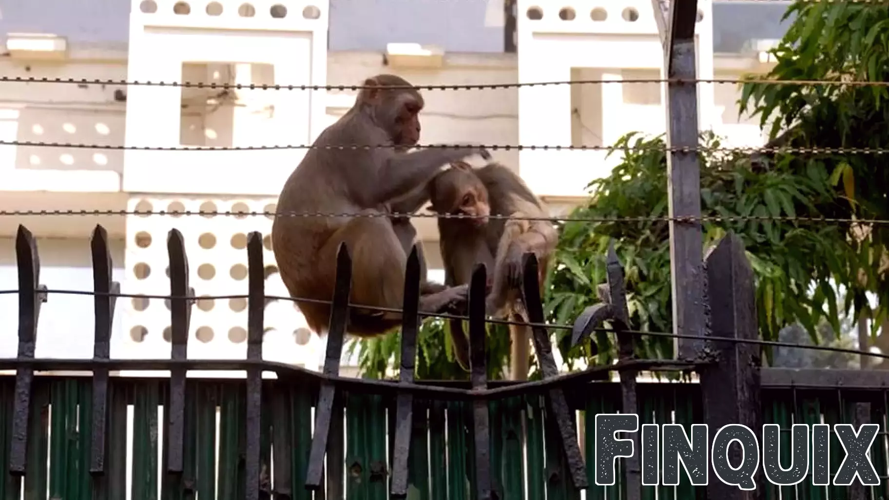 New Delhi's Monkeys Cause Disruption in the City