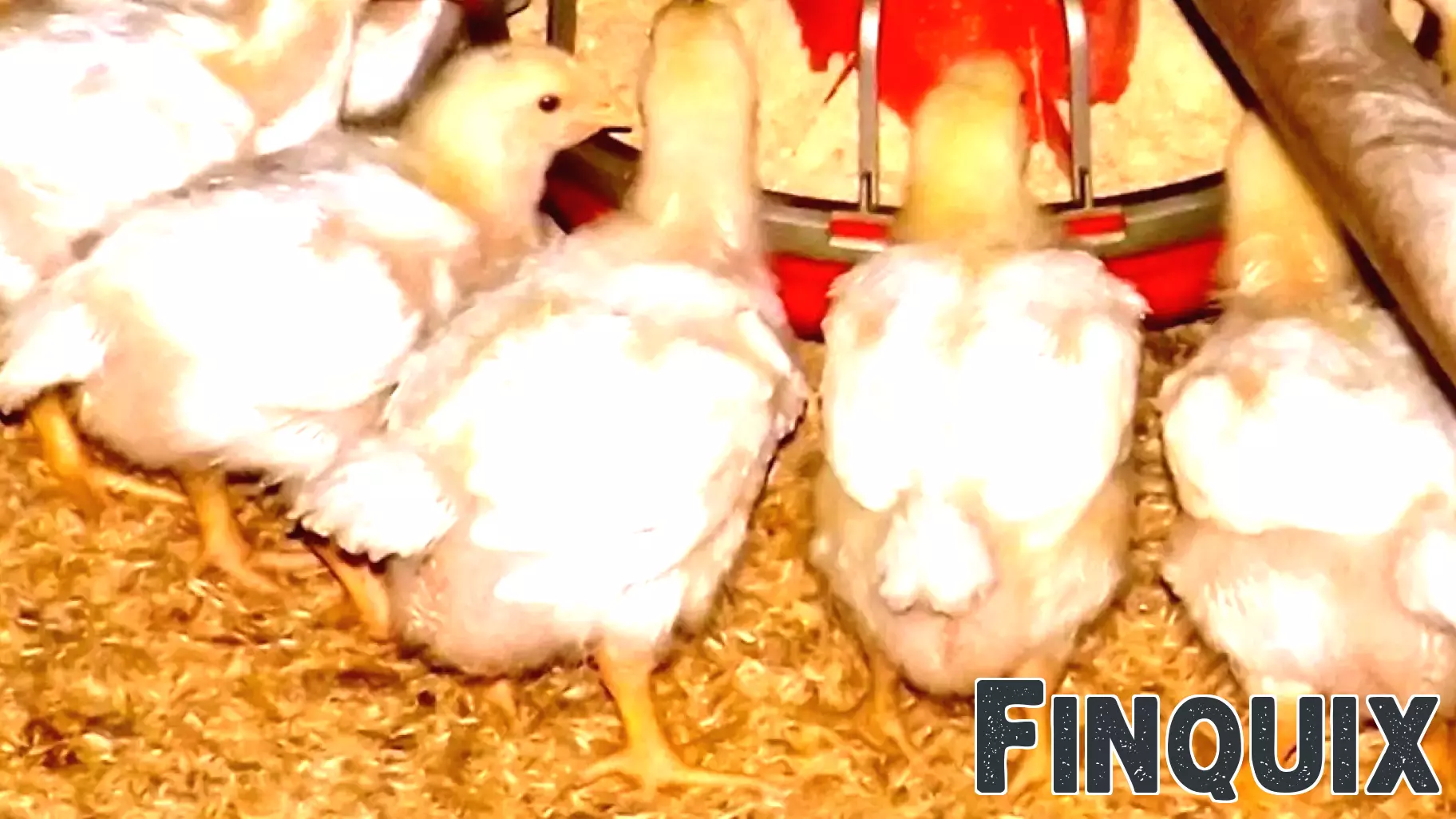 Tyson Foods Faces Lawsuit Over Access to Corporate Records