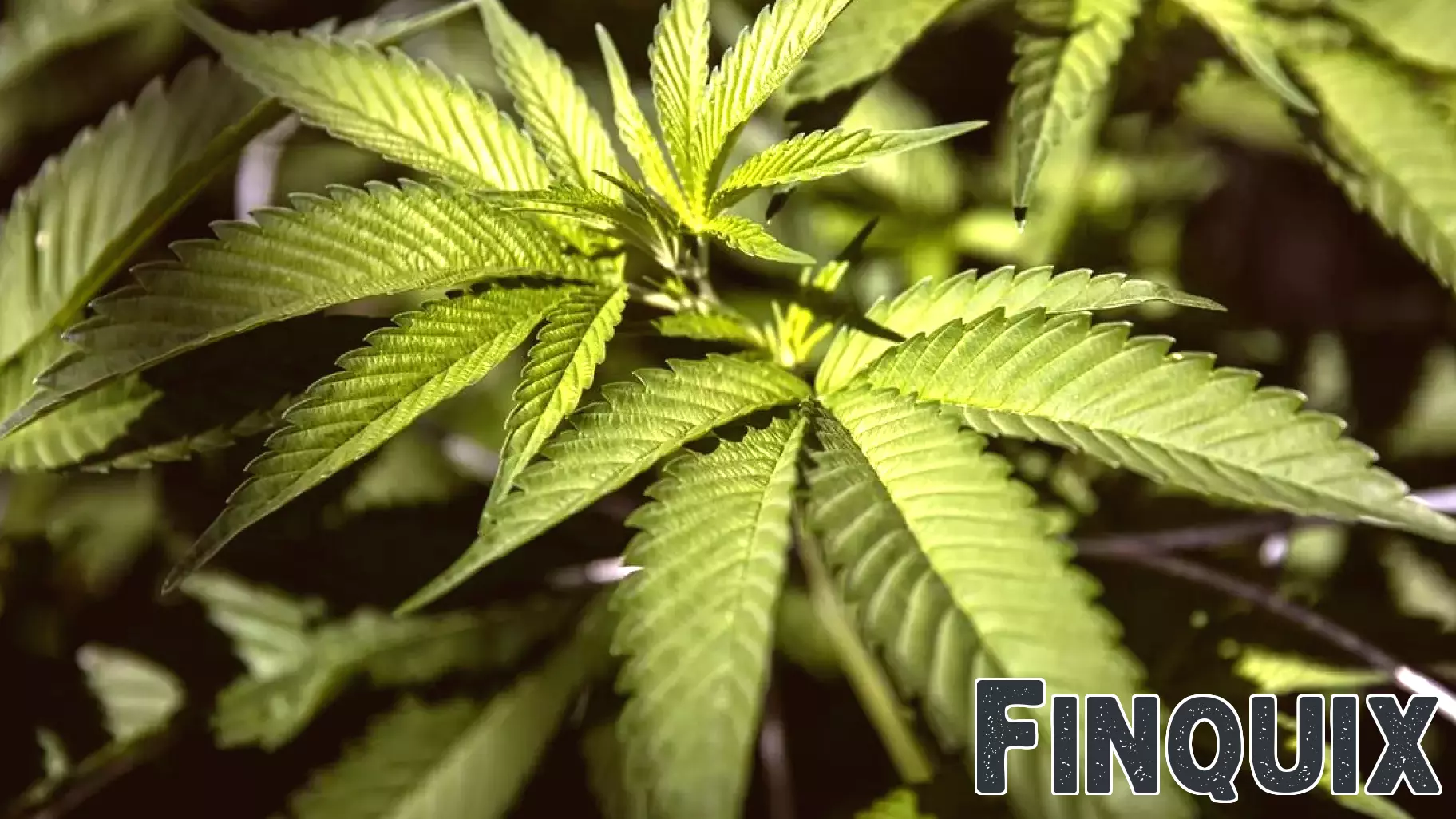 Washington Cannabis Industry Cheers Federal Rescheduling of Medical Marijuana