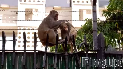 New Delhi's Monkeys Cause Disruption in the City