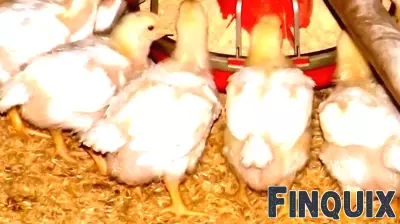 Tyson Foods Faces Lawsuit Over Access to Corporate Records