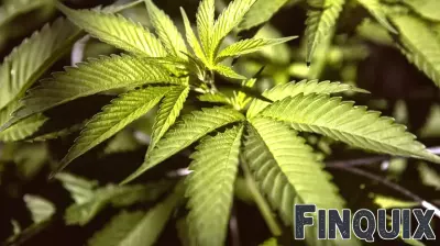 Washington Cannabis Industry Cheers Federal Rescheduling of Medical Marijuana